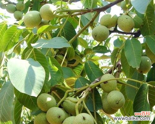 揭秘核桃树的神奇力量 核桃树风水之谜