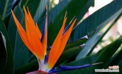 探寻鹤望兰在风水中的神秘力量 鹤望兰与家居风水的吉利寓意