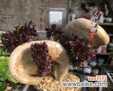 探索黑法师的神秘力量与空间氛围 黑法师的风水寓意和摆放位置