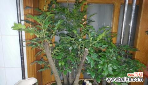 繁荣昌盛 黑骨香的风水寓意与摆放位置