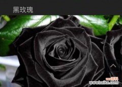 黑玫瑰的诗意世界与心灵表达 黑玫瑰的花语与象征意义