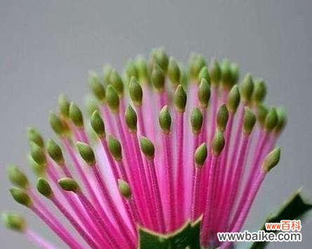 黑美人 黑美人花的花语和寓意——美丽中蕴含的坚韧与神秘