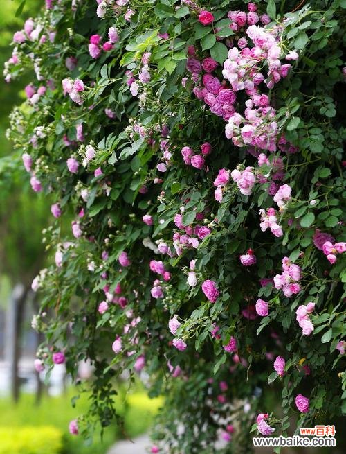 解读黑蔷薇的神秘之意与象征性 黑蔷薇之谜