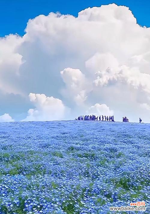 蓝白色花代表什么寓意和象征?