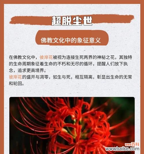 彼岸花的传说含义是什么?彼岸花在文化中的象征意义是什么?