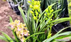 家里摆放吉祥花有什么寓意？吉祥花的摆放有何讲究？