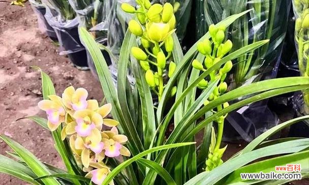 家里摆放吉祥花有什么寓意？吉祥花的摆放有何讲究？