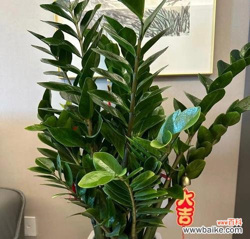 家里摆放吉祥花有什么寓意？吉祥花的摆放有何讲究？