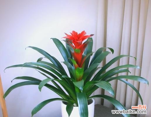 家里摆放吉祥花有什么寓意？吉祥花的摆放有何讲究？