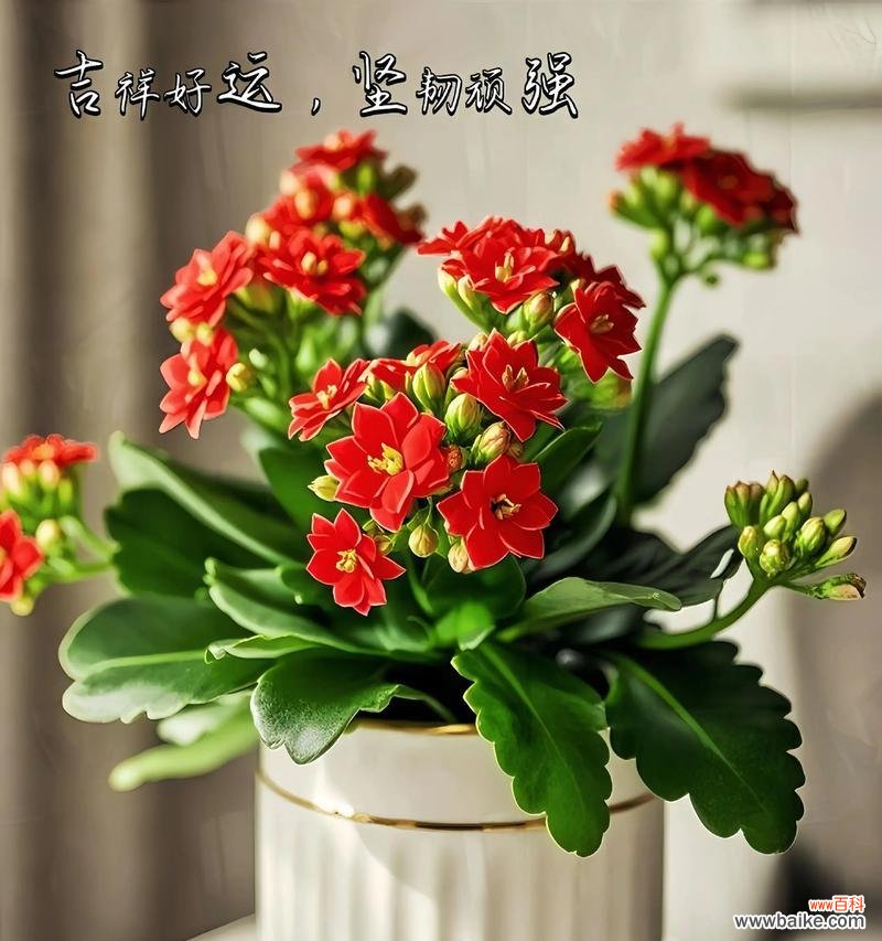 双色花的寓意是什么?