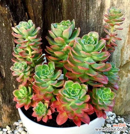 双色花的寓意是什么?