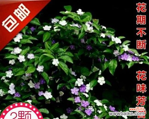 双色花的寓意是什么?