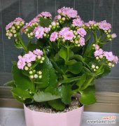 老人过生日适合送什么花？哪些花寓意长寿和健康？