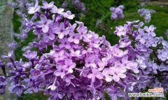 象征爱情贞洁的花有哪些？