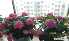 23朵幸福花代表什么？幸福花的含义是什么？