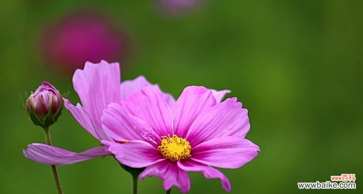 23朵幸福花代表什么？幸福花的含义是什么？