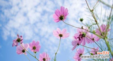 23朵幸福花代表什么？幸福花的含义是什么？