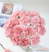 康乃馨、粉色、爱情、美丽、纯洁 粉色康乃馨的寓意与象征