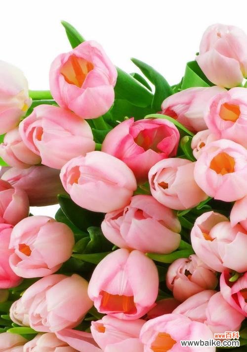 爱的誓言,美丽绽放 深情告白,19朵粉色玫瑰的代表意义