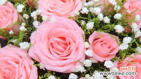 爱的誓言,美丽绽放 深情告白,19朵粉色玫瑰的代表意义