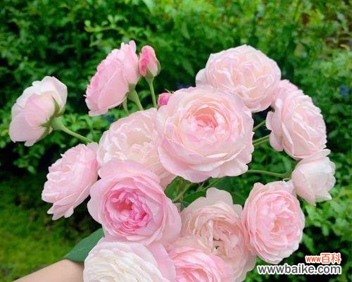 爱情、祝福与美好 以11朵粉色玫瑰代表什么