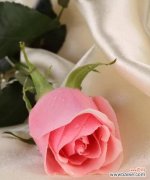 传递爱与关怀的象征——粉色玫瑰 粉色玫瑰的花语与寓意