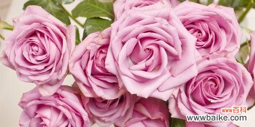 探寻粉色玫瑰的爱与美 粉色玫瑰的浪漫情愫
