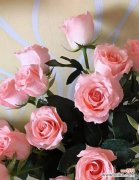 探索粉色玫瑰花的象征意义及传递的情感 粉色玫瑰花的寓意和花语