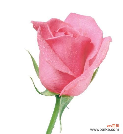 传递爱与温柔的花束 33朵粉色玫瑰花的浪漫寓意