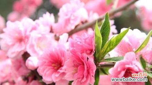 探寻樱花的神秘语言,一窥爱的奇迹 粉色樱花的花语——爱的美丽绽放