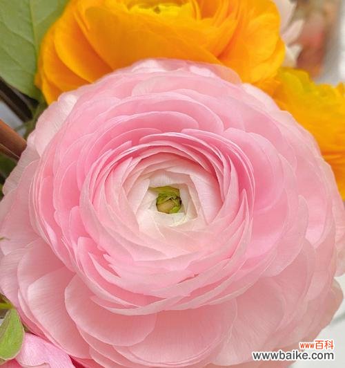 绽放爱与幸福的花海 粉色牡丹花的美丽寓意