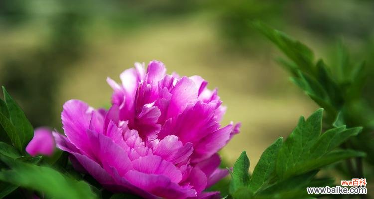 绽放爱与幸福的花海 粉色牡丹花的美丽寓意