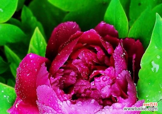 绽放爱与幸福的花海 粉色牡丹花的美丽寓意