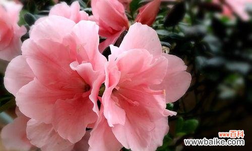 传递真挚情谊的花语 友谊长存的花——代表友谊的美丽花卉