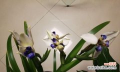 传递真挚情谊的花语 友谊长存的花——代表友谊的美丽花卉