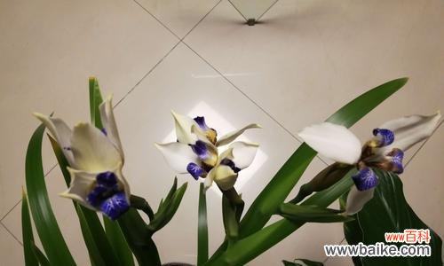 传递真挚情谊的花语 友谊长存的花——代表友谊的美丽花卉