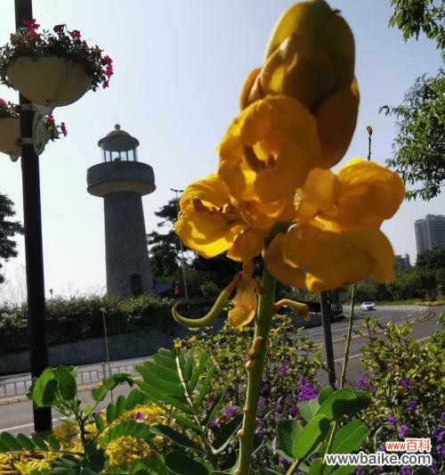 传递真挚情谊的花语 友谊长存的花——代表友谊的美丽花卉