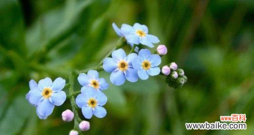 以花言巧语，赠送友谊的礼物 友谊之花