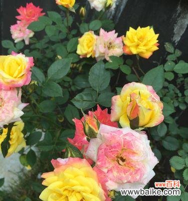 以花言巧语，赠送友谊的礼物 友谊之花