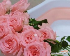 美丽独特的戴安娜玫瑰及其寓意 戴安娜玫瑰