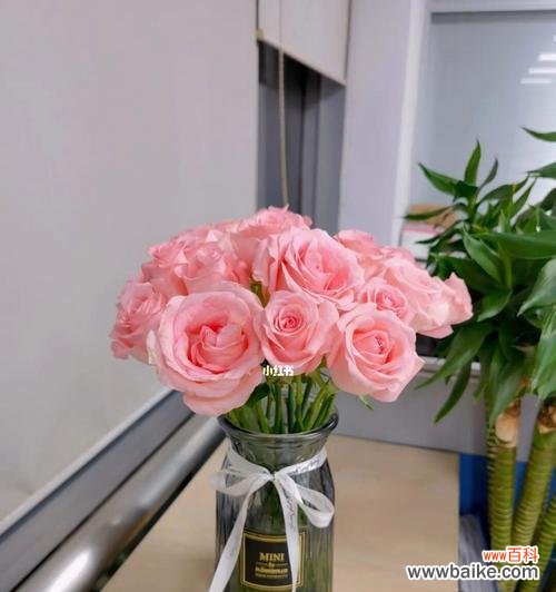 美丽独特的戴安娜玫瑰及其寓意 戴安娜玫瑰