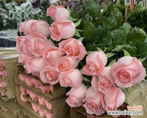 戴安娜玫瑰的传说与象征意义 探寻戴安娜玫瑰的花语奥秘