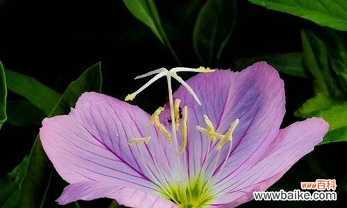 探寻待霄草花语的美丽与深意 待霄草花语
