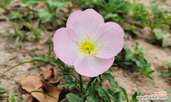 探寻待霄草花语的美丽与深意 待霄草花语