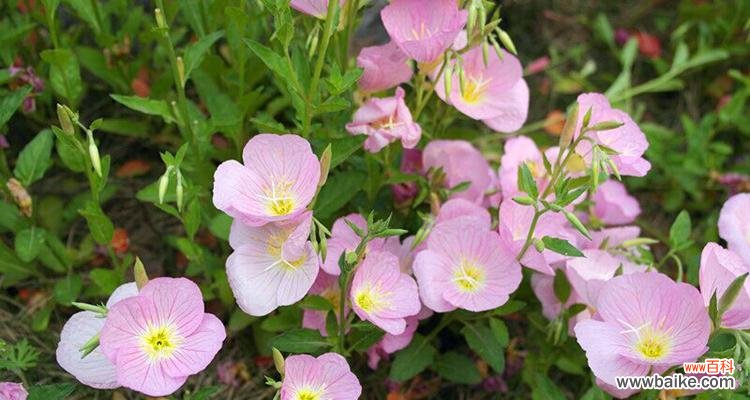 探寻待霄草花语的美丽与深意 待霄草花语