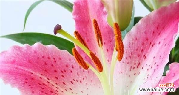 通过花的孤单，理解内心的无奈和坚强 花语解读