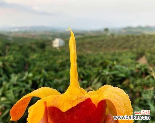 以香蕉为例,探索单果的多重象征意义 通过单果诠释世界之意