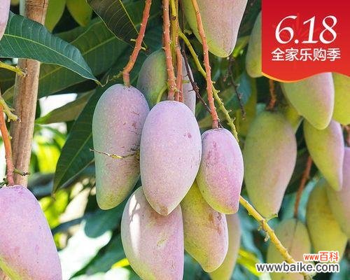 以香蕉为例,探索单果的多重象征意义 通过单果诠释世界之意