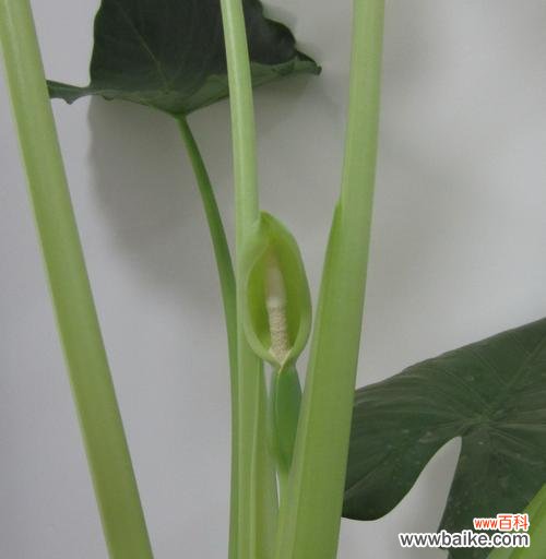 探寻滴水观音的神秘符号,感受她的慈悲与智慧 滴水观音——润泽心灵的圣洁力量