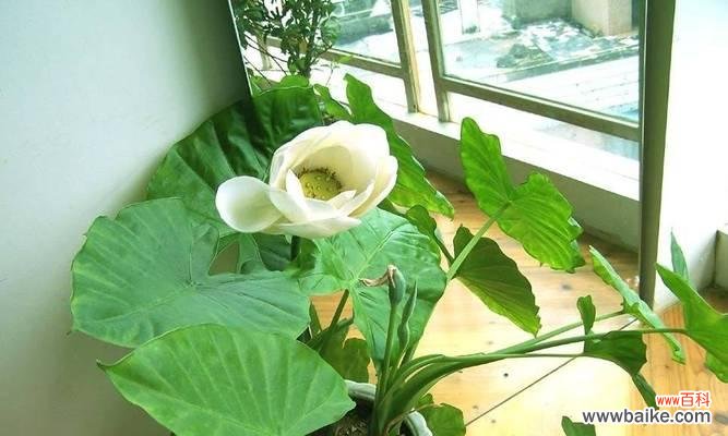 探寻滴水观音的神秘符号,感受她的慈悲与智慧 滴水观音——润泽心灵的圣洁力量